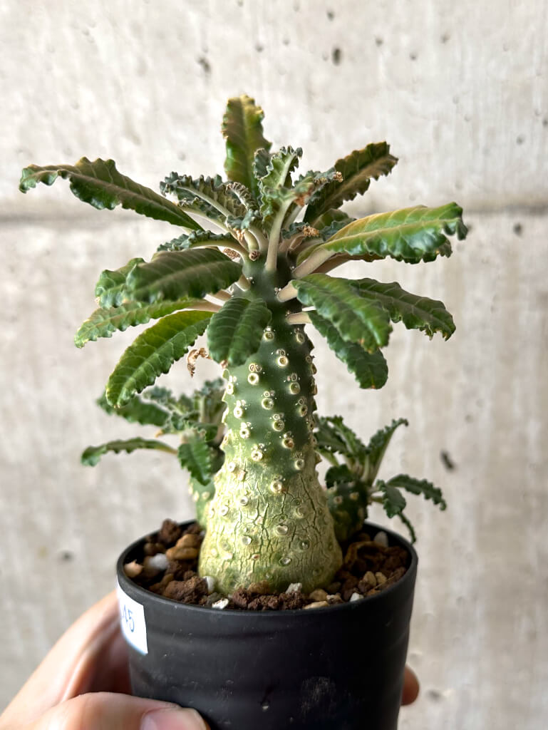 【現品限り】ドルステニア・ラブラニー【W45】 Dorstenia lavrani