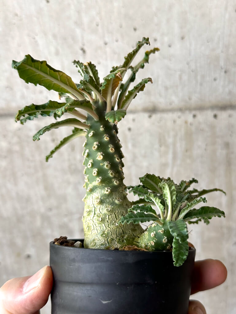 【現品限り】ドルステニア・ラブラニー【W45】 Dorstenia lavrani