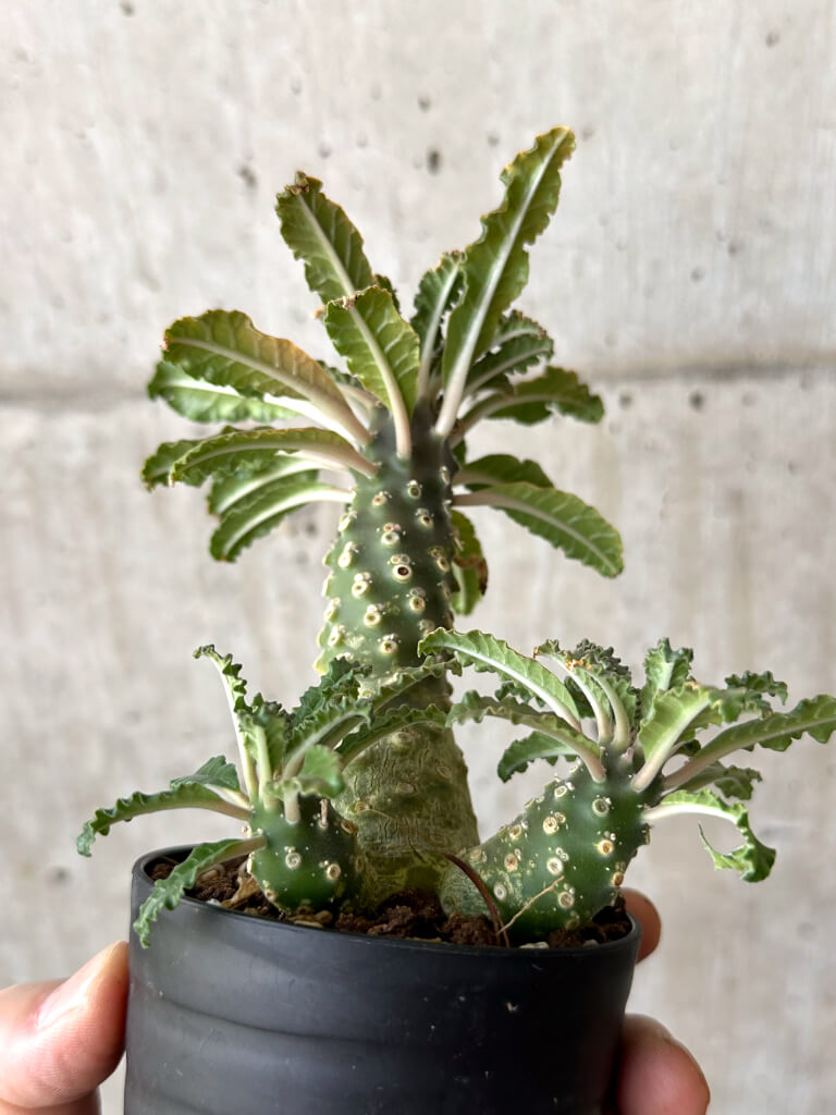 【現品限り】ドルステニア・ラブラニー【W45】 Dorstenia lavrani