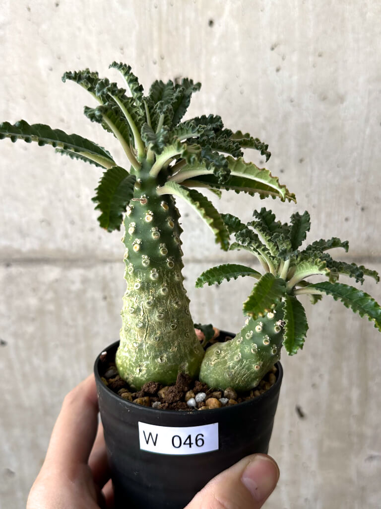 【現品限り】ドルステニア・ラブラニー【W46】 Dorstenia lavrani