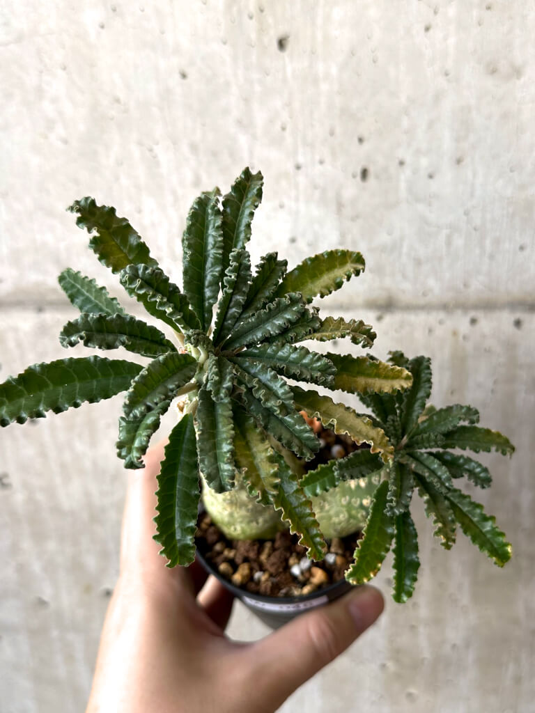 【現品限り】ドルステニア・ラブラニー【W46】 Dorstenia lavrani