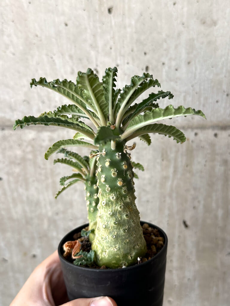 【現品限り】ドルステニア・ラブラニー【W46】 Dorstenia lavrani