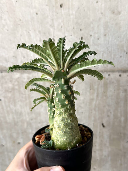 【現品限り】ドルステニア・ラブラニー【W46】 Dorstenia lavrani