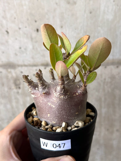 【現品限り】アデニウム・アラビカム ブラックスキン【W47】 Adenium arabicum ‘Black skin’