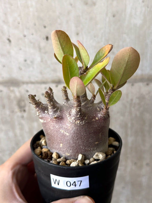 【現品限り】アデニウム・アラビカム ブラックスキン【W47】 Adenium arabicum ‘Black skin’