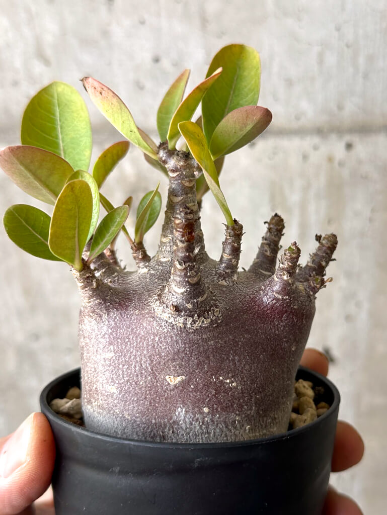 【現品限り】アデニウム・アラビカム ブラックスキン【W47】 Adenium arabicum ‘Black skin’