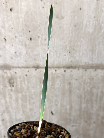 【現品限り】ブーファン・ディスティチャ 実生4年【W48】 Boophane disticha