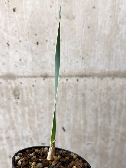 【現品限り】ブーファン・ディスティチャ 実生4年【W48】 Boophane disticha