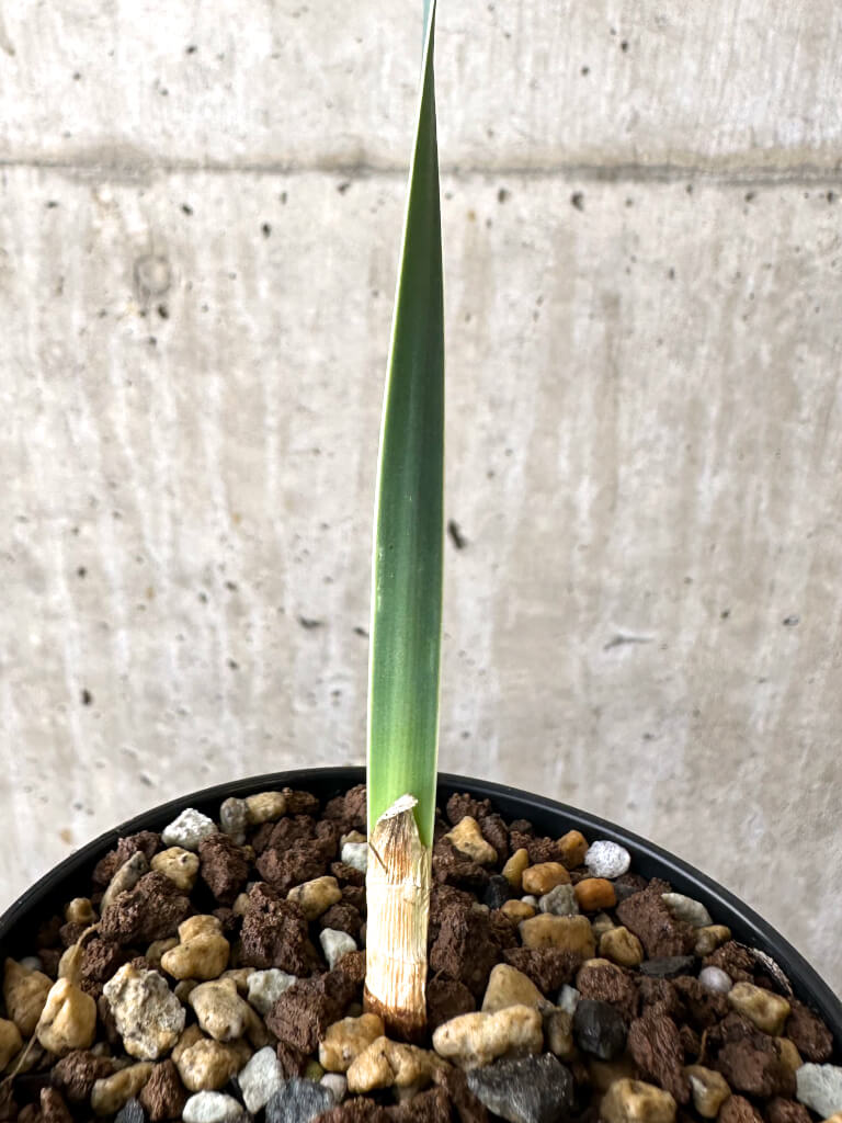 【現品限り】ブーファン・ディスティチャ 実生4年【W48】 Boophane disticha