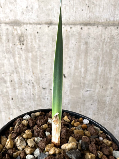 【現品限り】ブーファン・ディスティチャ 実生4年【W48】 Boophane disticha