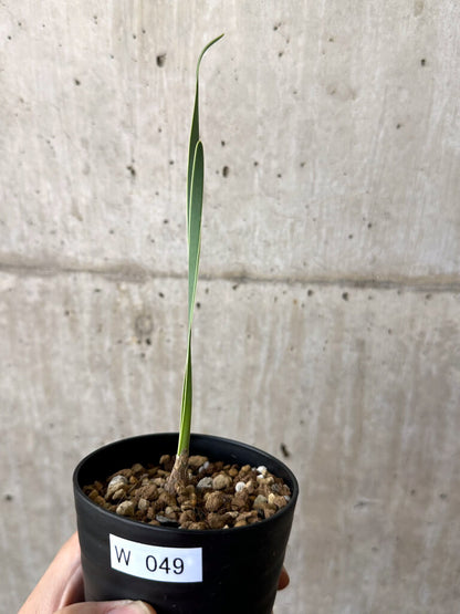 【現品限り】ブーファン・ディスティチャ 実生4年【W49】 Boophane disticha