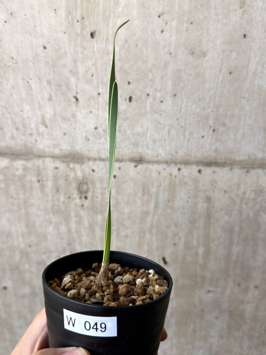 【現品限り】ブーファン・ディスティチャ 実生4年【W49】 Boophane disticha