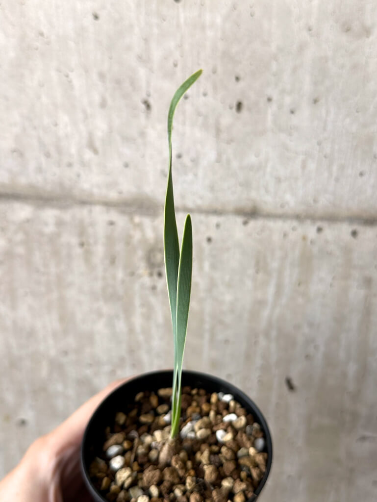 【現品限り】ブーファン・ディスティチャ 実生4年【W49】 Boophane disticha