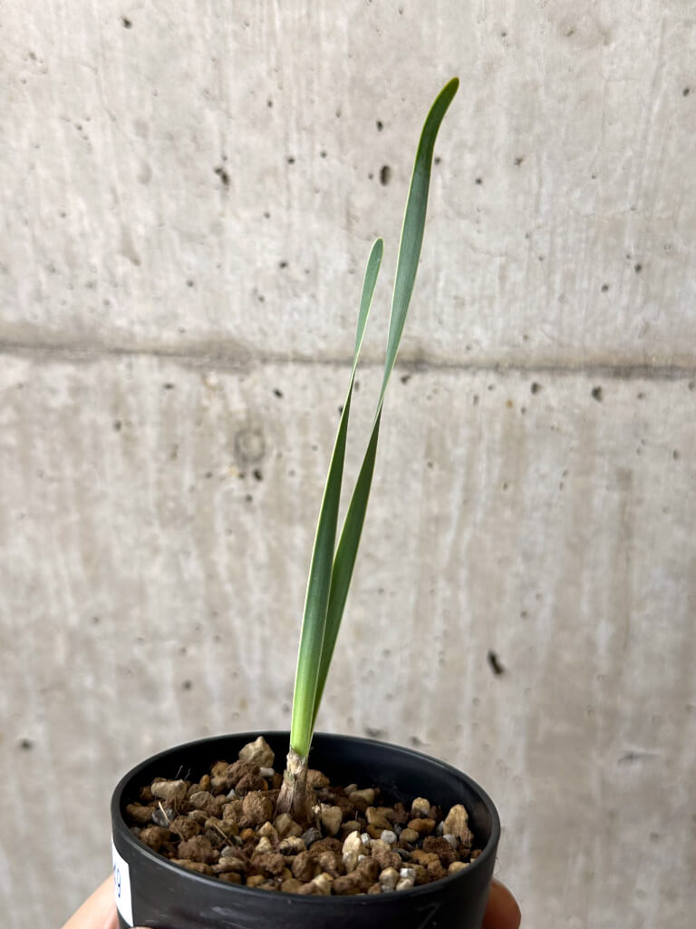 【現品限り】ブーファン・ディスティチャ 実生4年【W49】 Boophane disticha