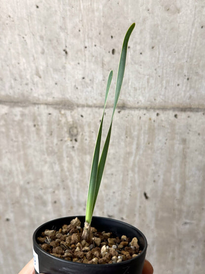 【現品限り】ブーファン・ディスティチャ 実生4年【W49】 Boophane disticha