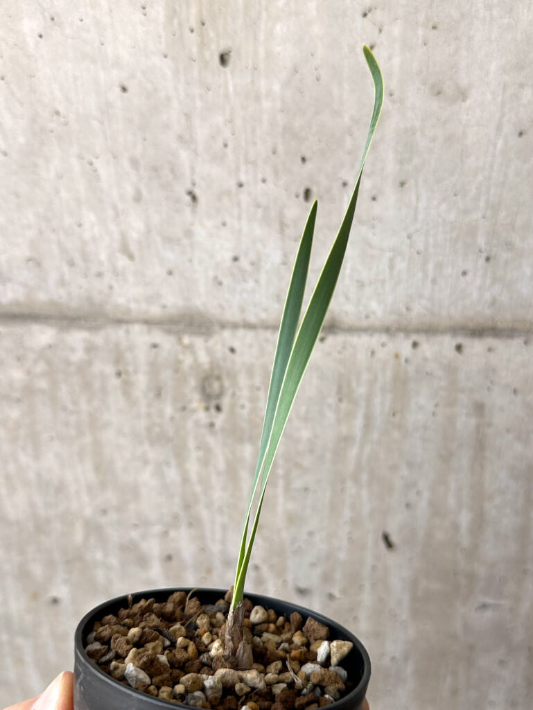 【現品限り】ブーファン・ディスティチャ 実生4年【W49】 Boophane disticha