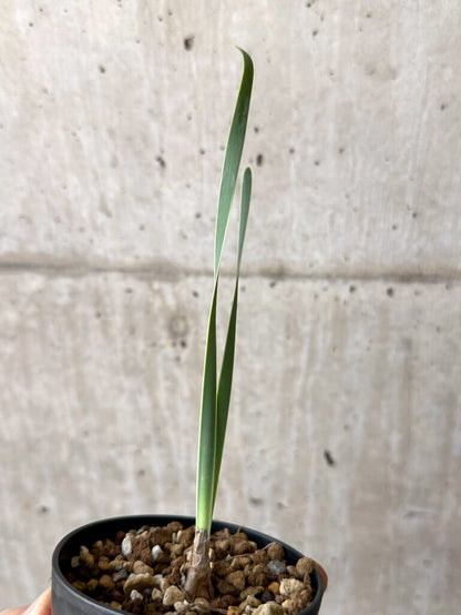 【現品限り】ブーファン・ディスティチャ 実生4年【W49】 Boophane disticha