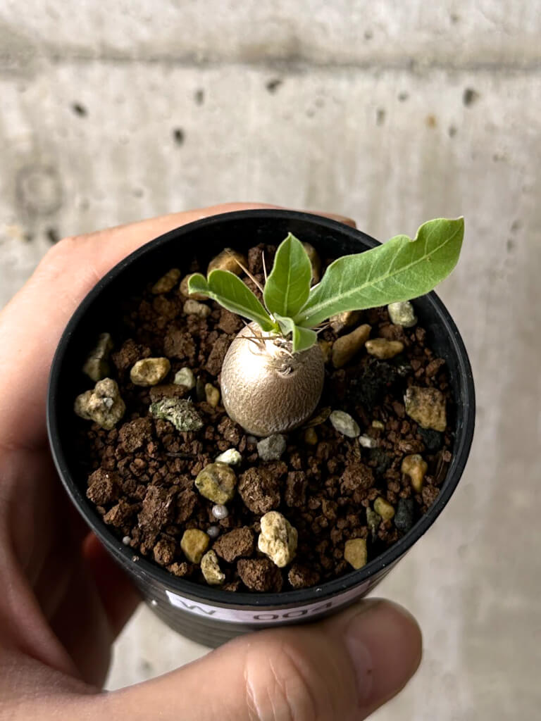 現品限り】パキポディウム・レアリー【W4】 Pachypodium lealii 塊根