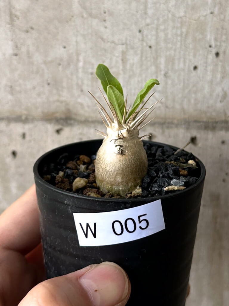 【現品限り】パキポディウム・レアリー【W5】 Pachypodium lealii