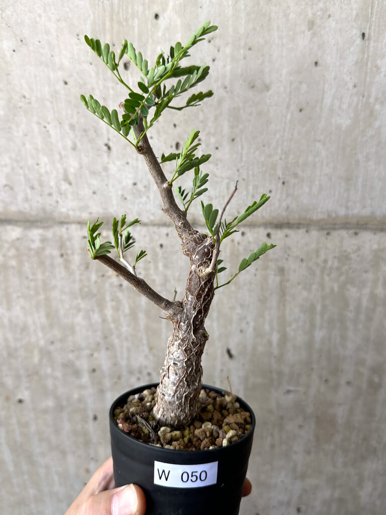 【現品限り】センナ・メリディオナリス 実生【W50】 Senna meridionalis