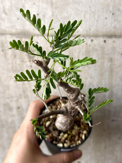 【現品限り】センナ・メリディオナリス 実生【W50】 Senna meridionalis