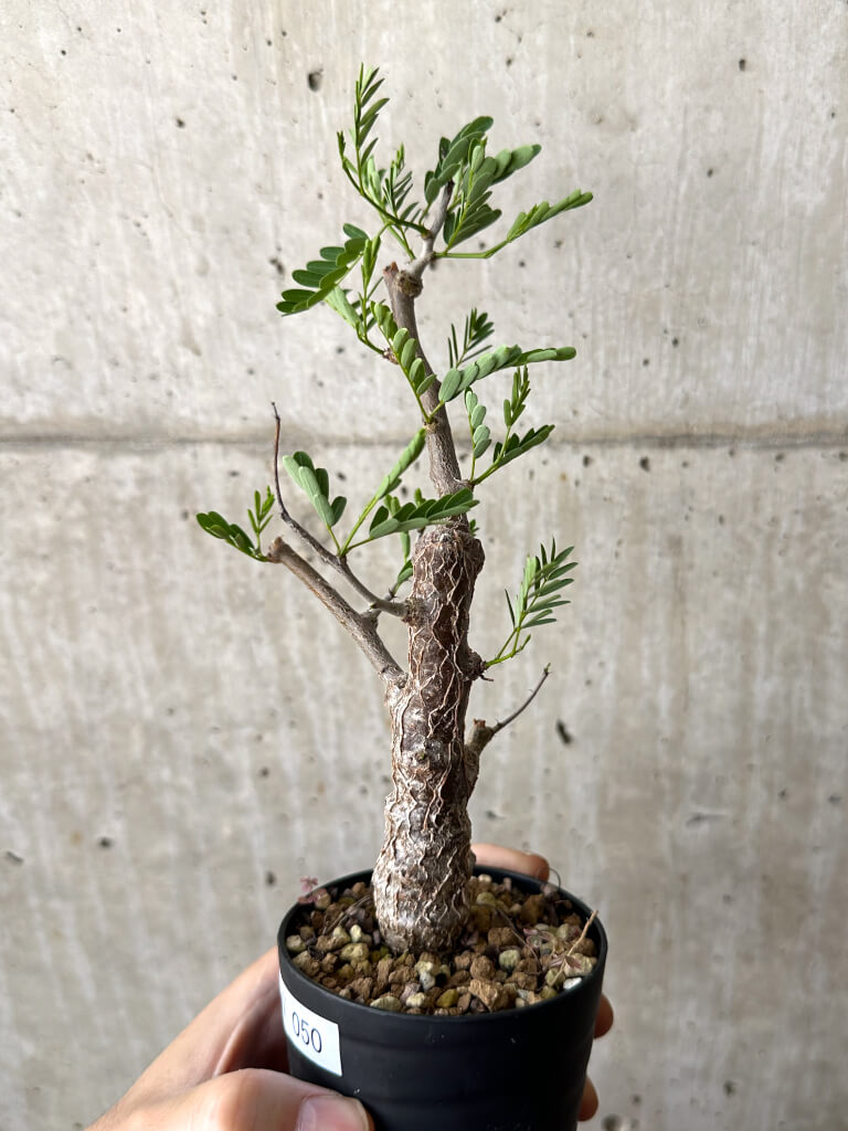 【現品限り】センナ・メリディオナリス 実生【W50】 Senna meridionalis