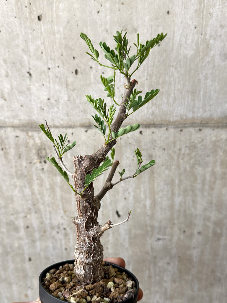 【現品限り】センナ・メリディオナリス 実生【W50】 Senna meridionalis