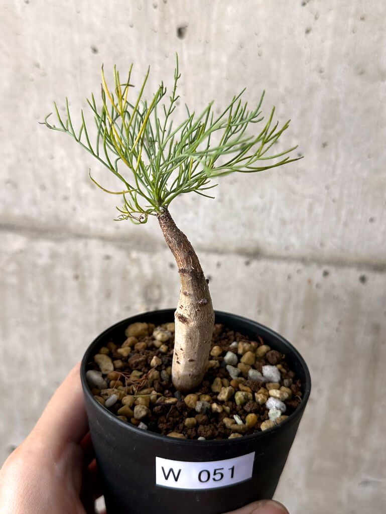 【現品限り】コミフォラ・クラウセリアーナ【W51】 Commiphora kraeuseliana