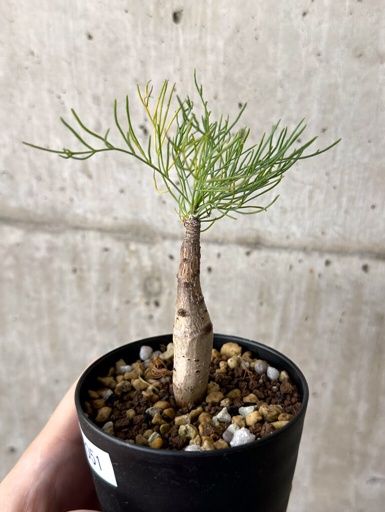 【現品限り】コミフォラ・クラウセリアーナ【W51】 Commiphora kraeuseliana