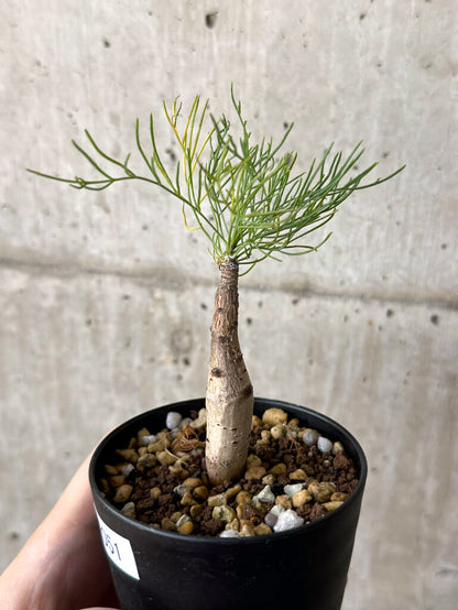 【現品限り】コミフォラ・クラウセリアーナ【W51】 Commiphora kraeuseliana