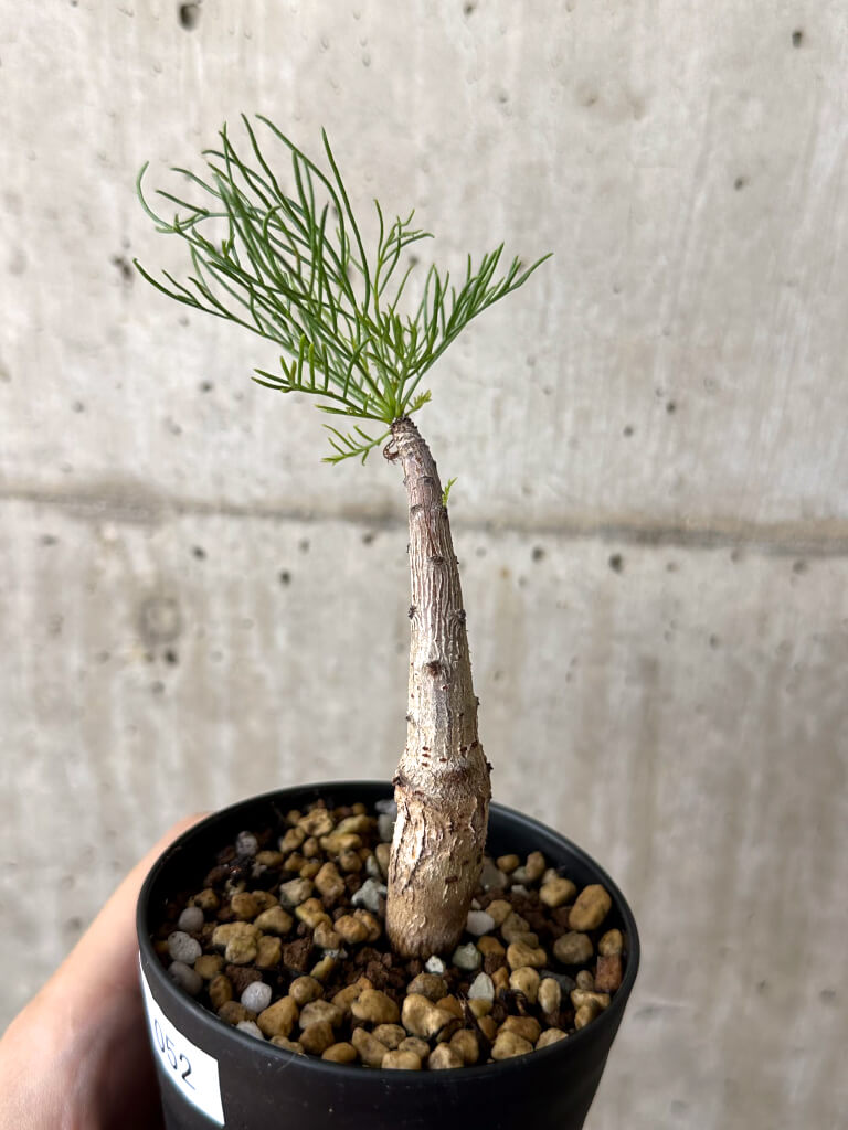 【現品限り】コミフォラ・クラウセリアーナ【W52】 Commiphora kraeuseliana