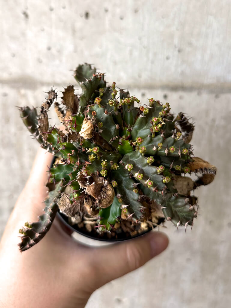 【現品限り】ユーフォルビア・ステラータ 飛竜【W53】 Euphorbia stellata
