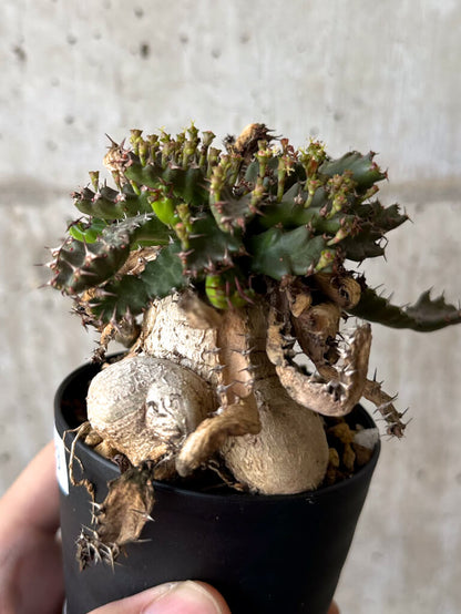 【現品限り】ユーフォルビア・ステラータ 飛竜【W53】 Euphorbia stellata