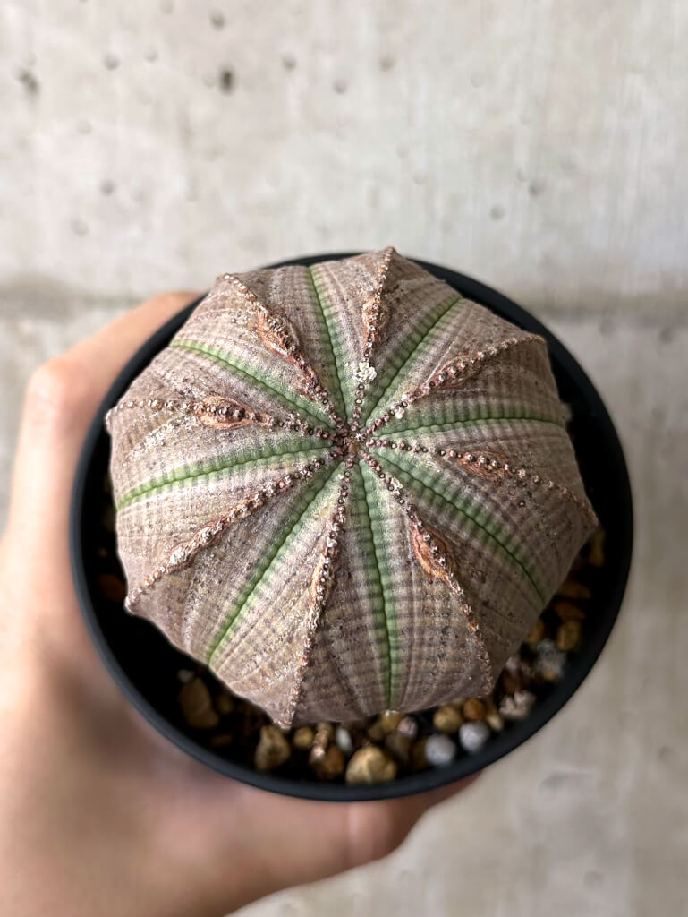 【現品限り】ユーフォルビア・オベサ【W54】 Euphorbia obesa