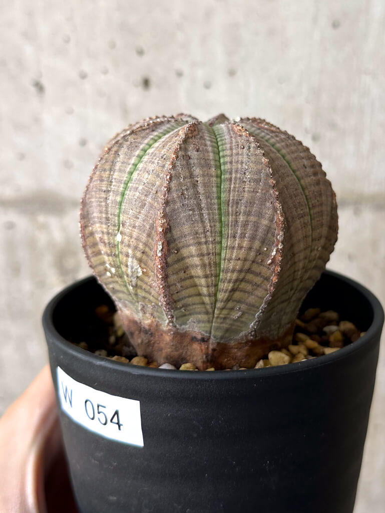 【現品限り】ユーフォルビア・オベサ【W54】 Euphorbia obesa
