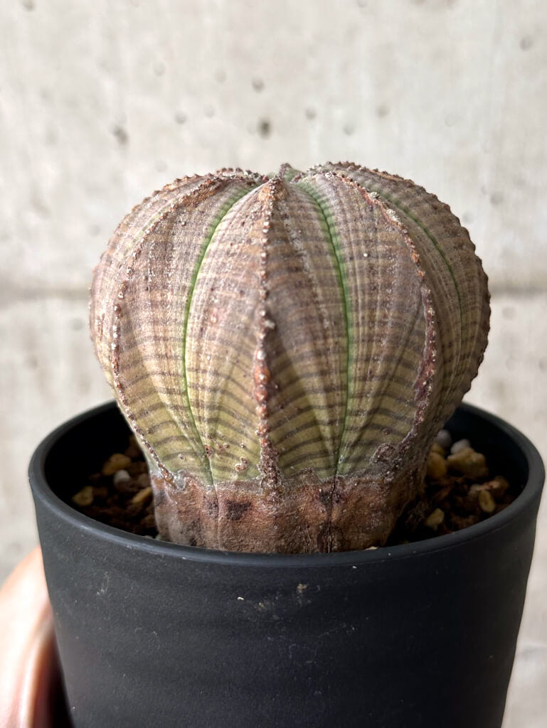 現品限り】ユーフォルビア・オベサ【W54】 Euphorbia obesa 塊根植物
