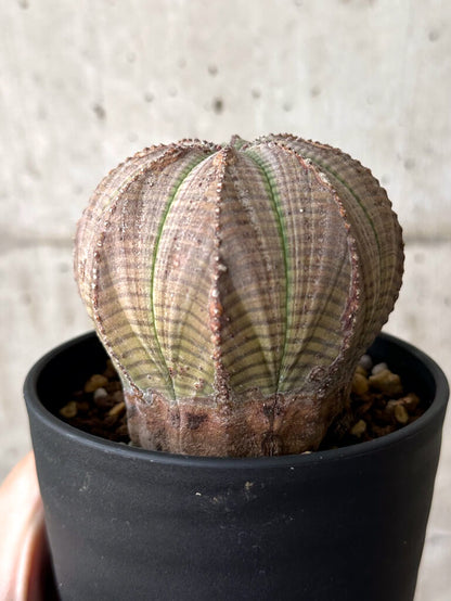 【現品限り】ユーフォルビア・オベサ【W54】 Euphorbia obesa