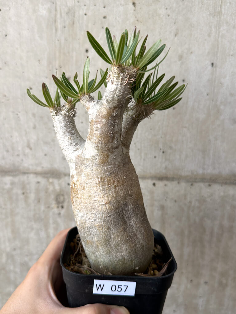 【現品限り】パキポディウム・イノピナーツム 現地株 長期管理【W57】 Pachypodium inopinatum