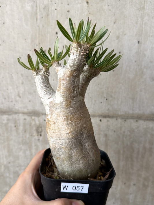 【現品限り】パキポディウム・イノピナーツム 現地株 長期管理【W57】 Pachypodium inopinatum
