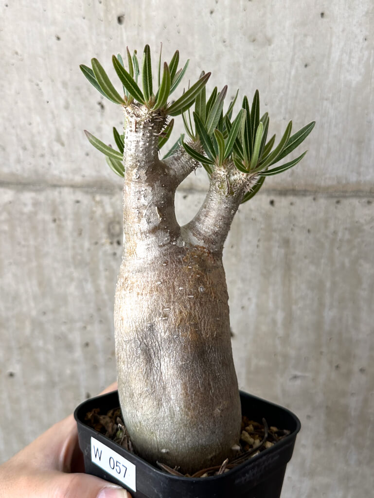 【現品限り】パキポディウム・イノピナーツム 現地株 長期管理【W57】 Pachypodium inopinatum