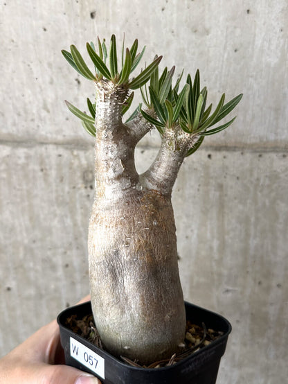 【現品限り】パキポディウム・イノピナーツム 現地株 長期管理【W57】 Pachypodium inopinatum