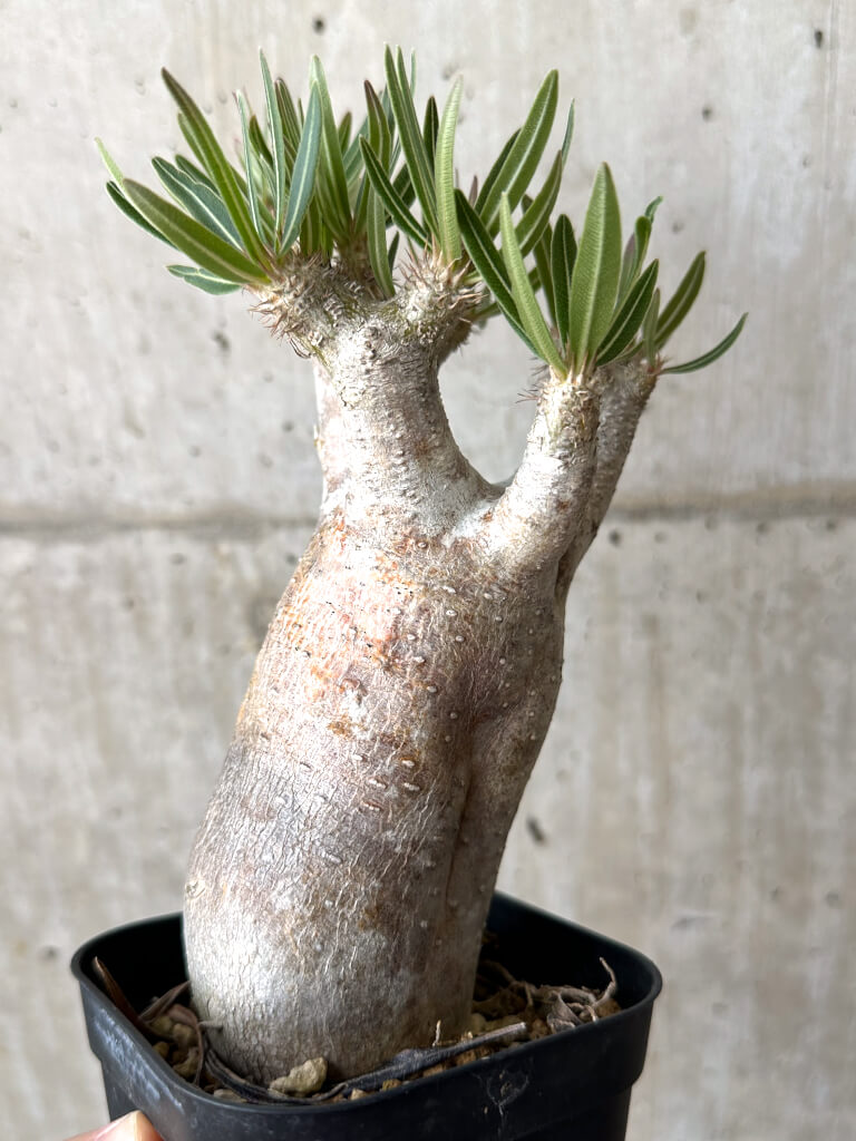 【現品限り】パキポディウム・イノピナーツム 現地株 長期管理【W57】 Pachypodium inopinatum