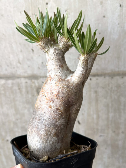 【現品限り】パキポディウム・イノピナーツム 現地株 長期管理【W57】 Pachypodium inopinatum
