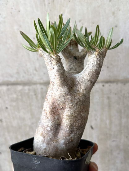 【現品限り】パキポディウム・イノピナーツム 現地株 長期管理【W57】 Pachypodium inopinatum