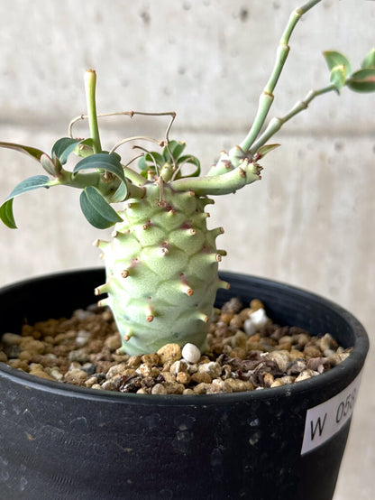 【現品限り】ユーフォルビア・ロンギツベルクローサ コレクション【W58】 Euphorbia longituberculosa