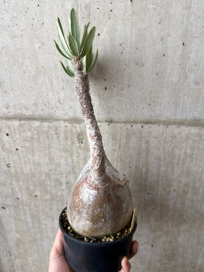 【現品限り】パキポディウム・グラキリス 現地株 発根済み 長期管理【W59】 Pachypodium gracilius