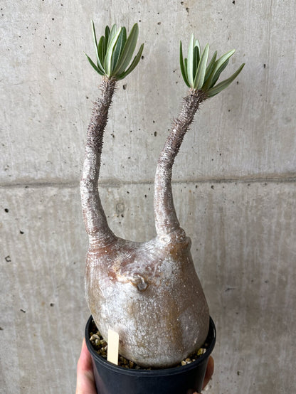 【現品限り】パキポディウム・グラキリス 現地株 発根済み 長期管理【W59】 Pachypodium gracilius
