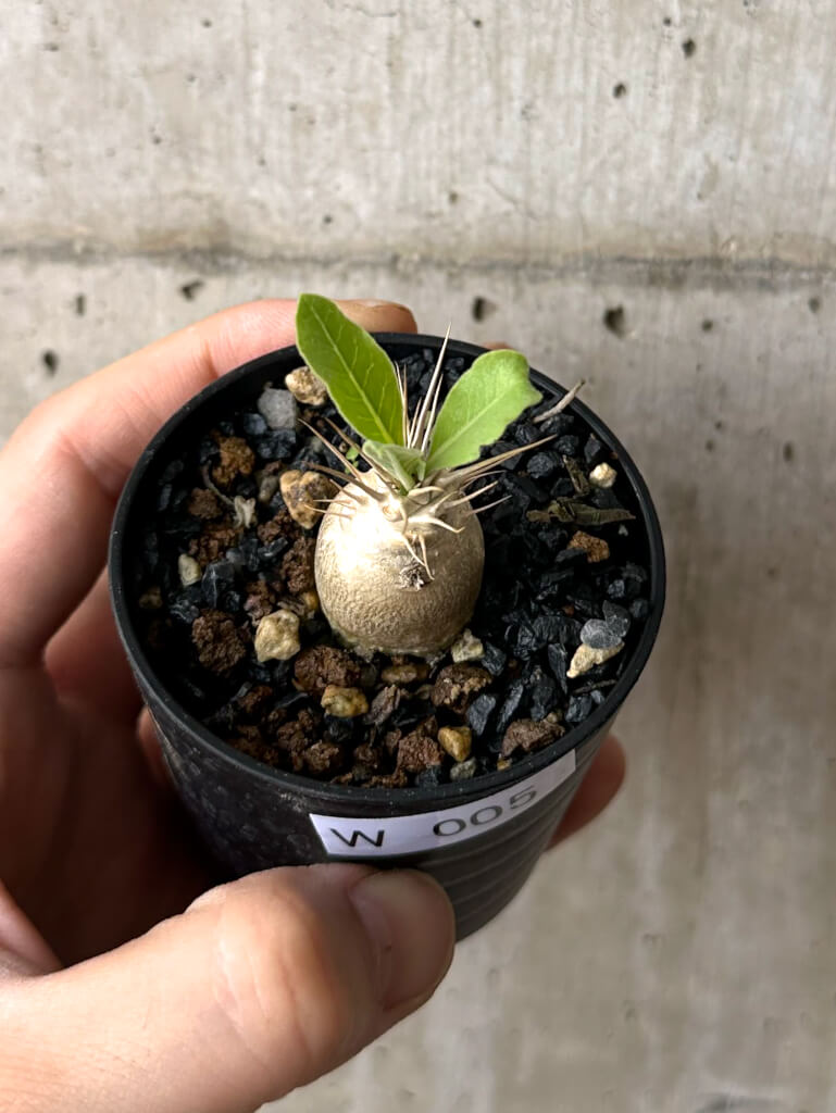【現品限り】パキポディウム・レアリー【W5】 Pachypodium lealii