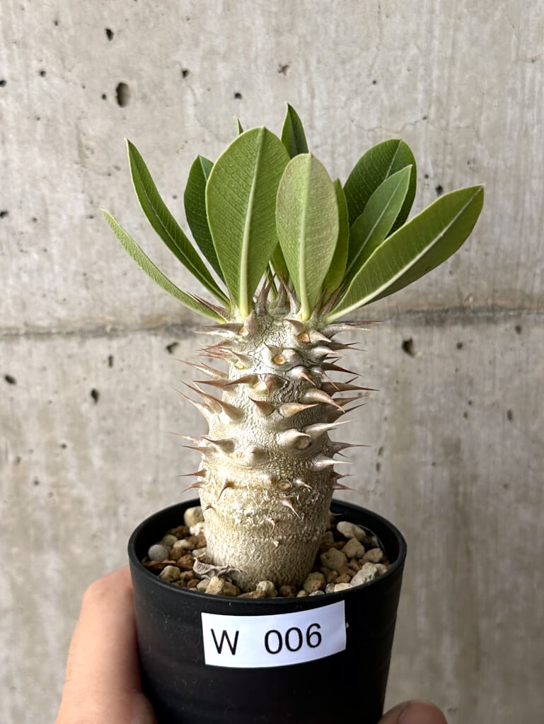 【現品限り】パキポディウム・デンシフローラム【W6】 Pachypodium densiflorum