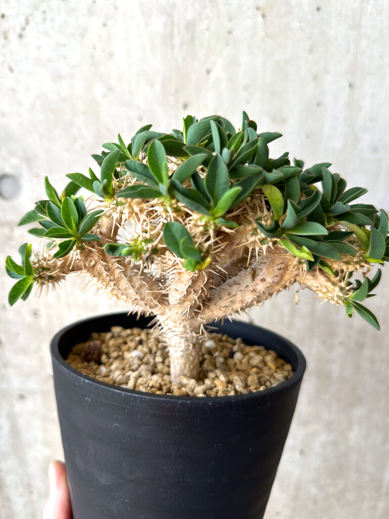 ユーフォルビア ギラウミニアナ 実生 コレクション株 塊根植物 現品限り】ユーフォルビア・ギラウミニアナ 実生 大株【W60